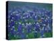 Bluebonnets, Hill Country, Texas, USA-Dee Ann Pederson-Premier Image Canvas