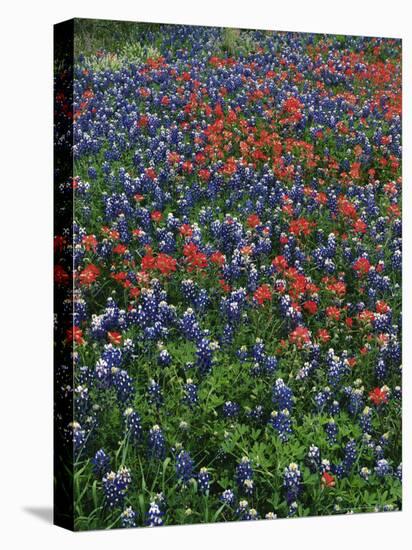 Bluebonnets, Hill Country, Texas, USA-Dee Ann Pederson-Premier Image Canvas