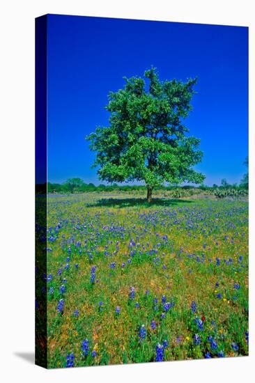 Bluebonnets in bloom with tree on hill, Spring Willow City Loop Road, TX-null-Premier Image Canvas