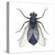 Bluebottle Fly (Calliphora Erythrocephala), Insects-Encyclopaedia Britannica-Stretched Canvas