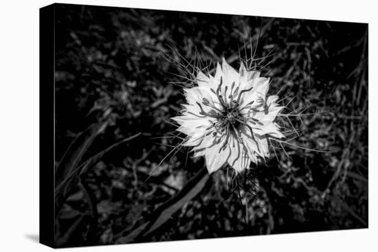 Bluecrown Passionflower close up, California, USA-Panoramic Images-Premier Image Canvas