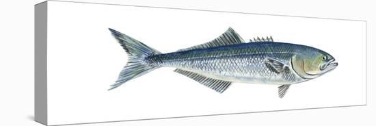 Bluefish (Pomatomus Saltatrix), Fishes-Encyclopaedia Britannica-Stretched Canvas