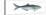 Bluefish (Pomatomus Saltatrix), Fishes-Encyclopaedia Britannica-Stretched Canvas