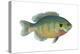 Bluegill (Lepomis Macrochirus), Fishes-Encyclopaedia Britannica-Stretched Canvas