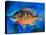 Bluegill-Richard Wallich-Stretched Canvas