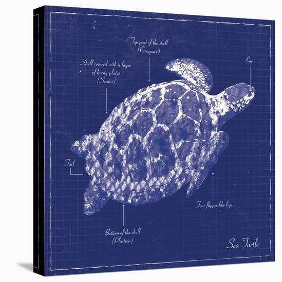 Blueprint Sea Turtle-Piper Ballantyne-Stretched Canvas