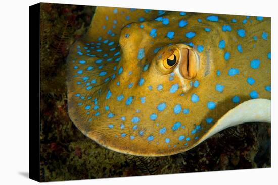 Bluespotted ribbontail ray searching for food, Indonesia-Magnus Lundgren-Premier Image Canvas