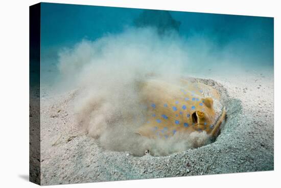 Bluespotted Ribbontail Stingray (Taeniura Lymma)-Reinhard Dirscherl-Premier Image Canvas