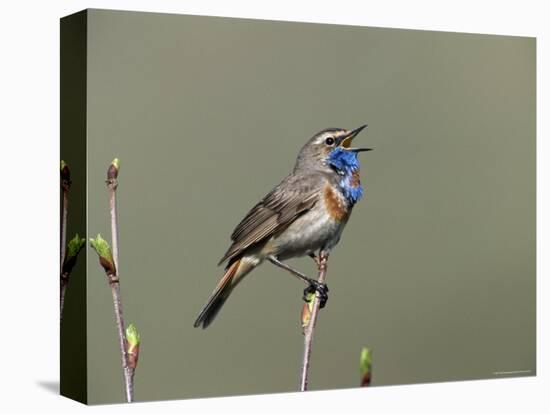 Bluethroat, Male Singing, Switzerland-Rolf Nussbaumer-Premier Image Canvas