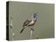 Bluethroat, Male Singing, Switzerland-Rolf Nussbaumer-Premier Image Canvas