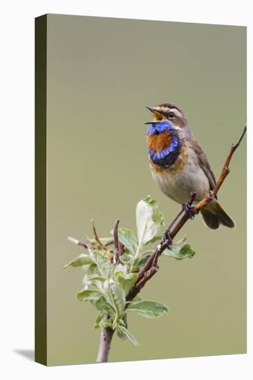 Bluethroat Male, Territory Song-Ken Archer-Premier Image Canvas