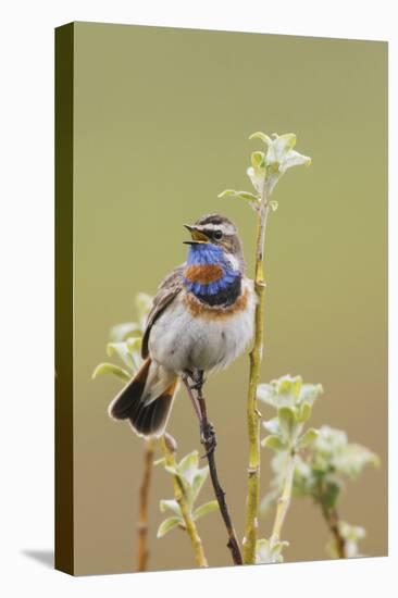 Bluethroat Singing-Ken Archer-Premier Image Canvas