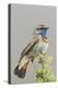 Bluethroat-Ken Archer-Premier Image Canvas