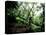 Blurred Action of Recreational Mountain Biker Riding on the Trails-null-Premier Image Canvas
