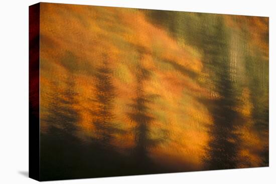 Blurred background image of trees in a forest in autumn.-Stuart Westmorland-Premier Image Canvas