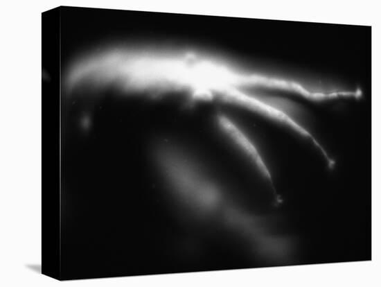 Blurred Sea Slug-Henry Horenstein-Premier Image Canvas