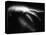 Blurred Sea Slug-Henry Horenstein-Premier Image Canvas