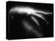 Blurred Sea Slug-Henry Horenstein-Premier Image Canvas