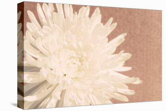 Blush Burst I-Jason Johnson-Premier Image Canvas