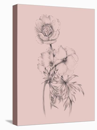 Blush Pink Flower Illustration III-Jasmine Woods-Stretched Canvas