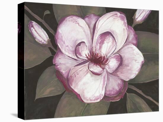 Blushing Magnolia-Filippo Ioco-Stretched Canvas