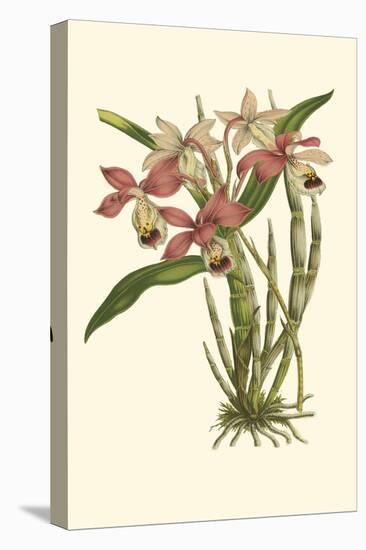 Blushing Orchids II-Van Houtt-Stretched Canvas