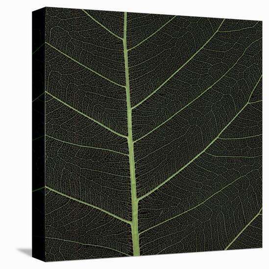 Bo Leaf I-Andrew Levine-Stretched Canvas