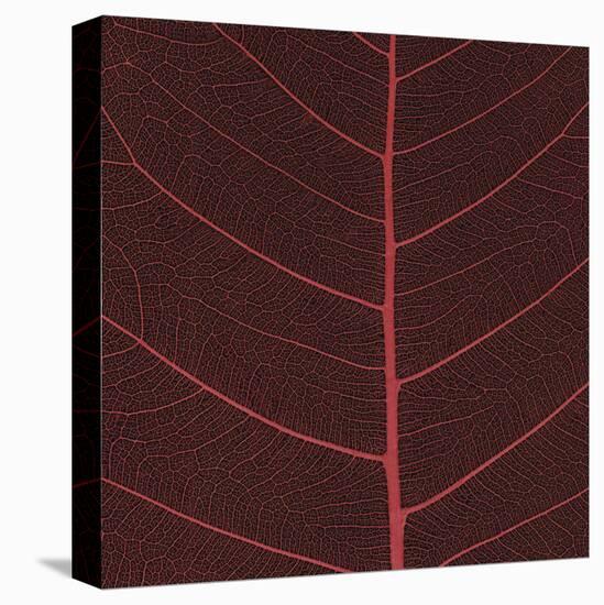 Bo Leaf II-Andrew Levine-Stretched Canvas