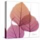 Bo Tree Pink Orange-Albert Koetsier-Stretched Canvas