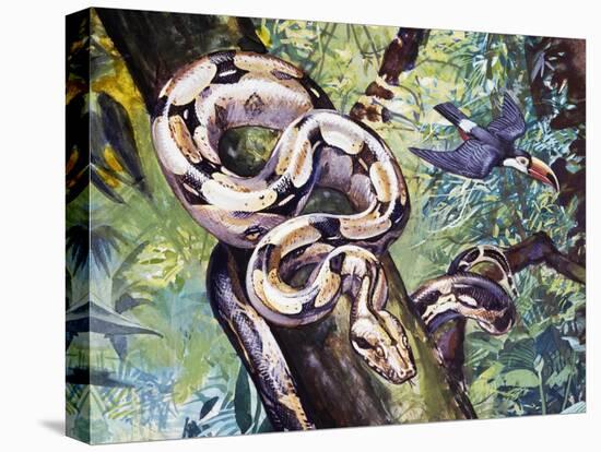 Boa Constrictor (Boa Constrictor), Boidae-null-Premier Image Canvas