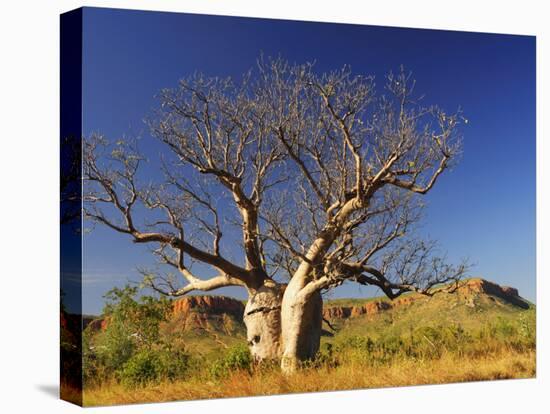 Boab Tree and Cockburn Ranges, Kimberley, Western Australia, Australia, Pacific-Schlenker Jochen-Premier Image Canvas