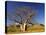 Boab Tree and Cockburn Ranges, Kimberley, Western Australia, Australia, Pacific-Schlenker Jochen-Premier Image Canvas