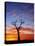 Boab Tree at Sunrise, Kimberley, Western Australia, Australia, Pacific-Schlenker Jochen-Premier Image Canvas