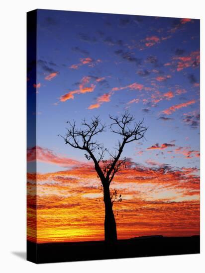 Boab Tree at Sunrise, Kimberley, Western Australia, Australia, Pacific-Schlenker Jochen-Premier Image Canvas