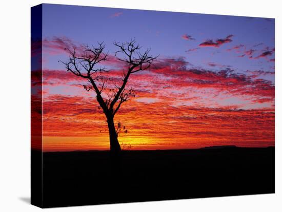 Boab Tree at Sunrise, Kimberley, Western Australia, Australia, Pacific-Schlenker Jochen-Premier Image Canvas