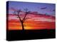 Boab Tree at Sunrise, Kimberley, Western Australia, Australia, Pacific-Schlenker Jochen-Premier Image Canvas