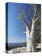 Boab Tree in King's Park, Perth, Western Australia, Australia, Pacific-Ian Trower-Premier Image Canvas