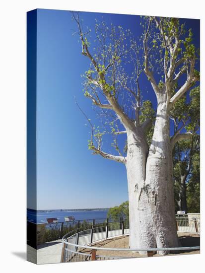 Boab Tree in King's Park, Perth, Western Australia, Australia-Ian Trower-Premier Image Canvas