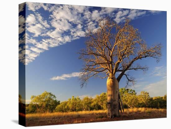 Boab Tree, Kimberley, Western Australia, Australia, Pacific-Schlenker Jochen-Premier Image Canvas