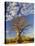 Boab Tree, Kimberley, Western Australia, Australia, Pacific-Schlenker Jochen-Premier Image Canvas