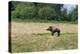 Boar/Hog Willow Sculpture in Meadow-null-Premier Image Canvas