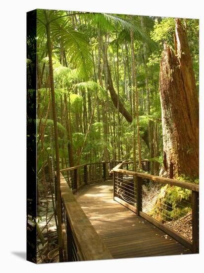 Boardwalk by Wanggoolba Creek, Fraser Island, Queensland, Australia-David Wall-Premier Image Canvas