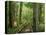 Boardwalk Through Forest of Bald Cypress Trees in Corkscrew Swamp-James Randklev-Premier Image Canvas