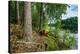 Boat in the forest, Hogland Island, Finland-null-Stretched Canvas