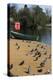Boating Lake with Boat and Pigeons-Natalie Tepper-Stretched Canvas