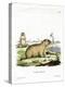 Bobac Marmot-null-Premier Image Canvas