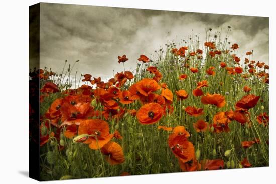 Bobbi’s Poppies-David Winston-Stretched Canvas