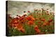 Bobbi’s Poppies-David Winston-Stretched Canvas