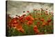 Bobbi’s Poppies-David Winston-Stretched Canvas