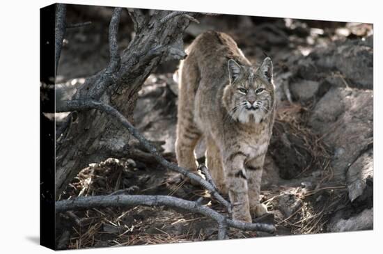 Bobcat adult portrait, Montana-Tim Fitzharris-Stretched Canvas